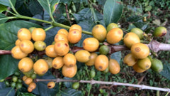 Green Coffee Beans Colombia Supremo – 77 lb Burlap Sack (Lot 3-01-10769)